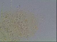 Echiniscus blumi image