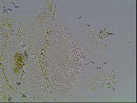 Echiniscus blumi image