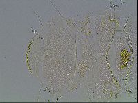 Echiniscus blumi image