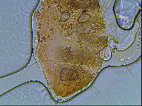 Echiniscus blumi image