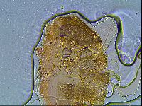 Echiniscus blumi image