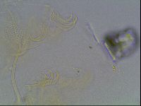 Echiniscus blumi image