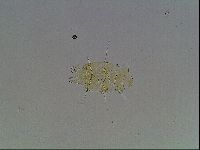 Echiniscus blumi image