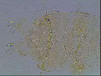 Echiniscus blumi image