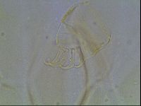 Echiniscus blumi image