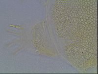 Echiniscus blumi image