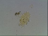 Echiniscus blumi image