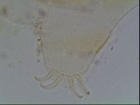 Echiniscus blumi image