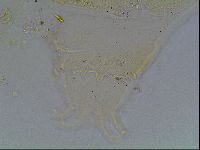 Echiniscus blumi image