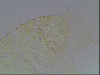 Echiniscus blumi image