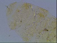 Echiniscus blumi image