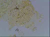 Echiniscus blumi image