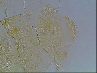 Echiniscus blumi image