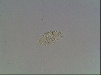 Echiniscus blumi image