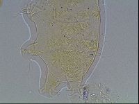 Echiniscus blumi image