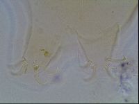 Echiniscus blumi image