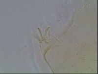 Echiniscus blumi image