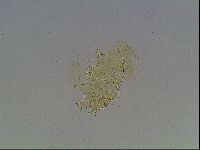 Echiniscus blumi image