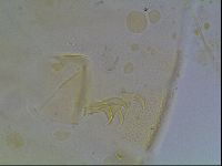 Echiniscus blumi image