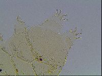 Echiniscus blumi image
