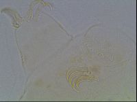 Echiniscus blumi image