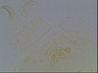 Echiniscus blumi image