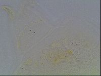 Echiniscus blumi image