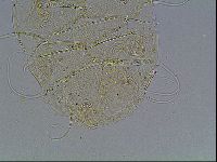 Echiniscus blumi image