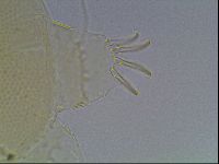 Echiniscus blumi image