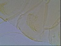 Echiniscus blumi image
