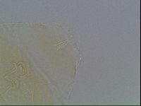 Echiniscus blumi image