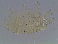 Echiniscus blumi image