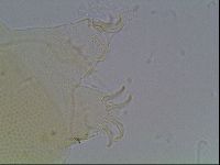 Echiniscus blumi image