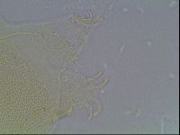 Echiniscus blumi image