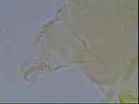 Echiniscus blumi image