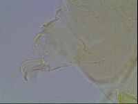 Echiniscus blumi image
