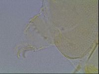 Echiniscus blumi image