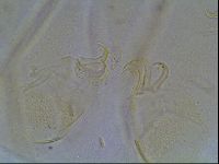 Echiniscus blumi image