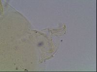 Echiniscus blumi image