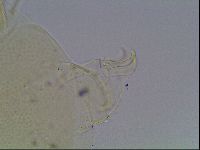 Echiniscus blumi image