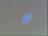 Echiniscus blumi image