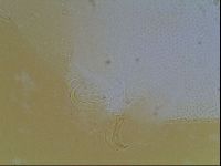 Echiniscus blumi image