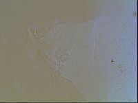 Echiniscus blumi image