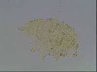 Echiniscus blumi image
