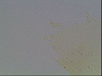 Echiniscus blumi image