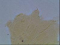 Echiniscus blumi image