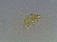 Echiniscus blumi image