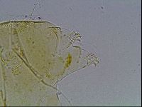 Echiniscus blumi image