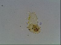 Echiniscus blumi image