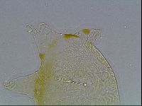 Echiniscus blumi image